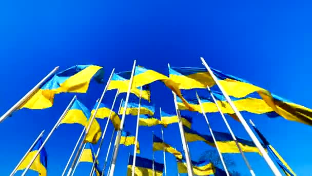 Яскраві українські прапори пурхають над блакитним небом. — стокове відео