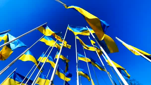 Ultrawide: Muchas banderas de Ucrania ondeando en el viento sobre el cielo azul — Vídeos de Stock