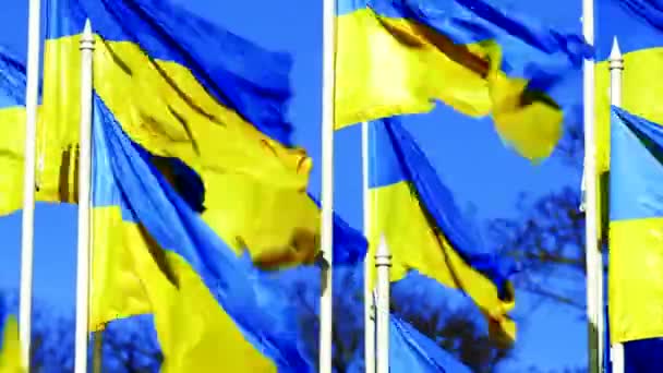 Bandeiras ucranianas oscilam no vento sobre o céu azul. STOP WAR — Vídeo de Stock