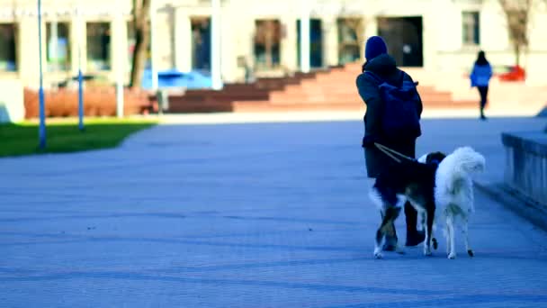 Mann geht mit zwei Hunden in sonnigen Straßen der Stadt spazieren — Stockvideo