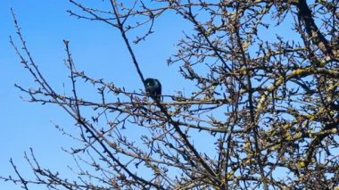 Büyük Starling bir dalda oturmuş mavi gökyüzüne karşı tüyleri temizliyor.