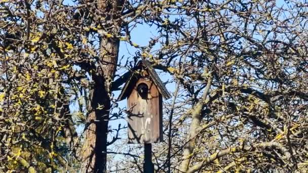 Starling sitting in a birdhouse in trees then comes out and starts cleaning feathers — Vídeo de Stock