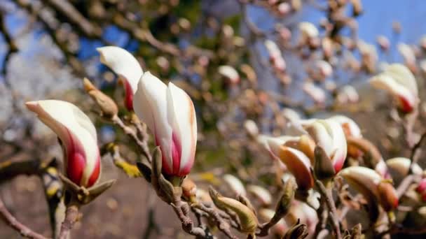 Close view: Czułe światło białe kwitnące drzewo magnolii przeciwko błękitnemu niebu — Wideo stockowe