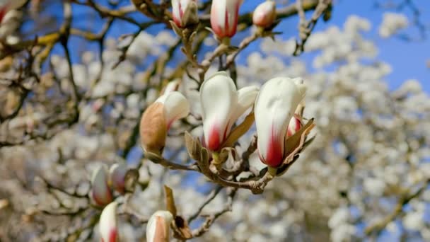 Tender light white blossoming magnolia tree against blue sky — Wideo stockowe