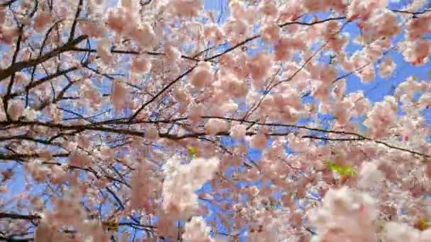 Establishing shot: Fast whirling panning shot of blossoming sakura or cherry tree against blue sky — Vídeos de Stock