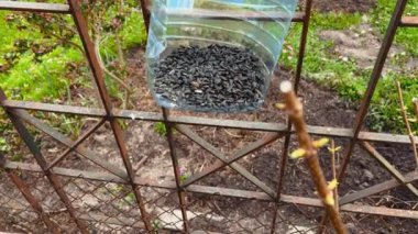 Yaşlı kadın yardımcı köyde plastik bir kuş yemliğini ayçiçeği tohumlarıyla dolduruyor.