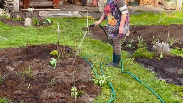 乌克兰一个村庄的老年妇女用软管浇灌花园的床 — 图库视频影像