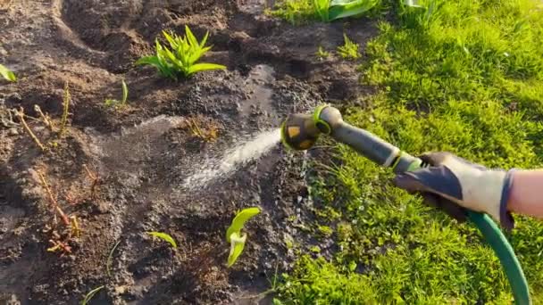POV：在东欧一个村庄，乌克兰女农民用软管浇灌花园床 — 图库视频影像