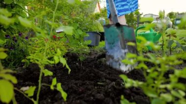 Yaşlı kadın Ukrayna köyünün geniş açılı tarlasında kürekle çalışıyor.