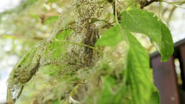 Colony Apple Tree Ermine Caterpillars Insects Invaded Ate Leaves Real — Stock Video