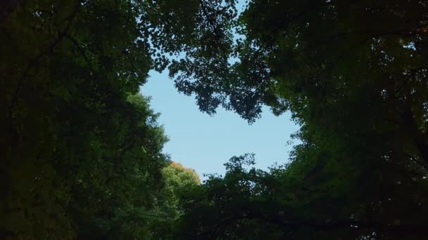Cinematic Establishing Shot Flock Birds Move Small Area Blue Sky — Vídeo de Stock