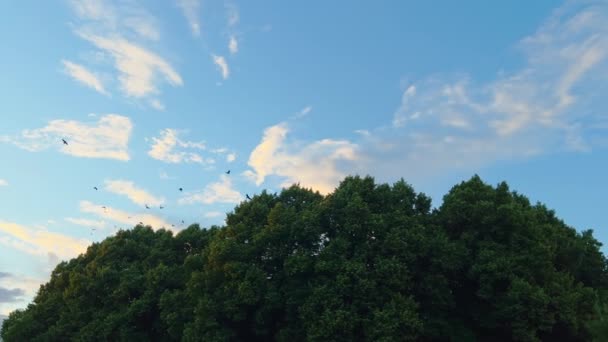 Many Active Jackdow Birds Fly Green Tree Blue Sky Real — Stock videók