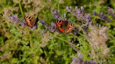 Beautiful meadow fritilary butterflies moving their wings up and down at the garden slow motion
