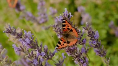 One large butterfly moving over green plant in the garden slow motion