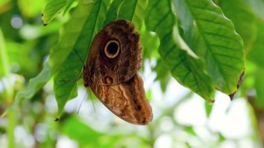 Large tropical butterfly sitting on green leaf close view real time