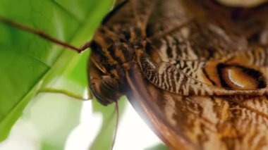 MACRO: Large tropical butterfly sitting on green leaf close view real time