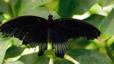 MACRO: Large black tropical butterfly sitting on green leaf close view real time
