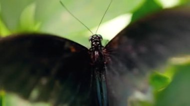 MACRO: Large black tropical butterfly moving her wings real time