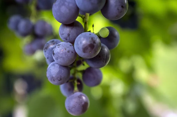 Uvas rojas, de cerca — Foto de Stock
