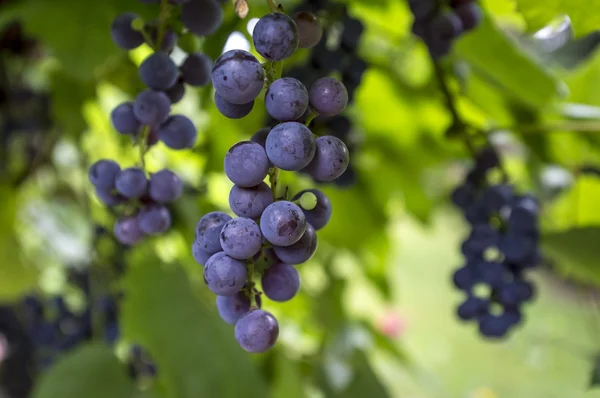 Raisin rouge mûr dans le vignoble . — Photo