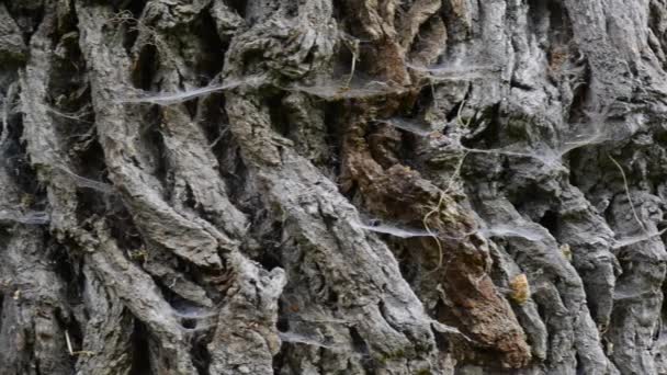 Casca com teia de aranha na árvore velha — Vídeo de Stock