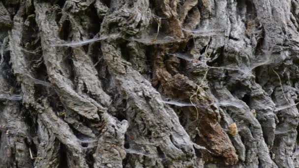 Écorce avec toile d'araignée sur vieil arbre 