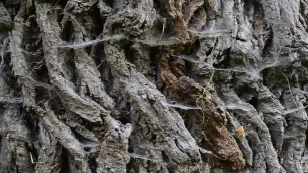 Bark with spider web on old tree — Stock Video