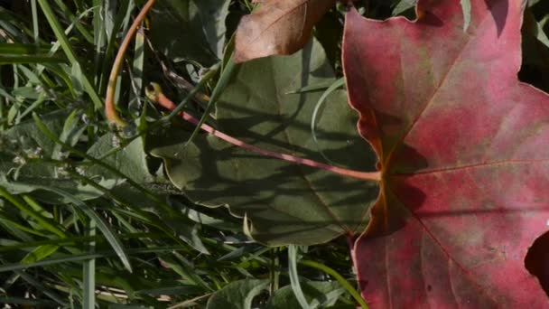 Hoja de arce rojo en el panorama del suelo — Vídeos de Stock