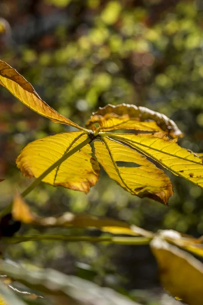 Kastanj blad under solig dag — Stockfoto