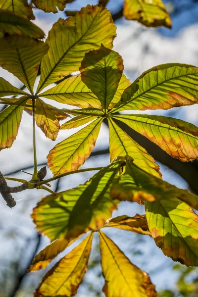 Hojas de castaño de otoño — Foto de Stock