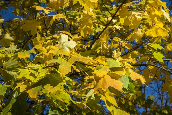 Höstens gula maple leafs — Stockfoto