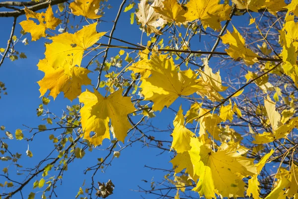 Höstens lönn gula blad — Stockfoto