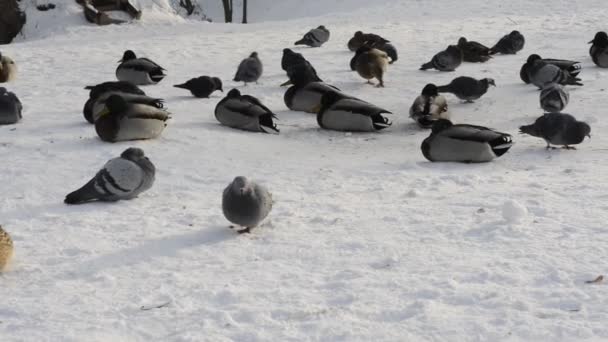 Eenden en duiven zitten en wandelen in de sneeuw — Stockvideo