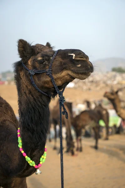Camel at the Pushkar Fair, Rajasthan, India — Stock Photo, Image