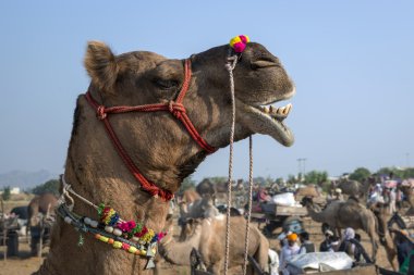 deve pushkar Fuarı, rajasthan Hindistan başta dekore edilmiştir.
