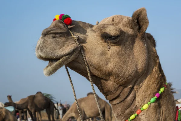 Camel head at the Pushkar Fair, Rajasthan, India — Stock Photo, Image