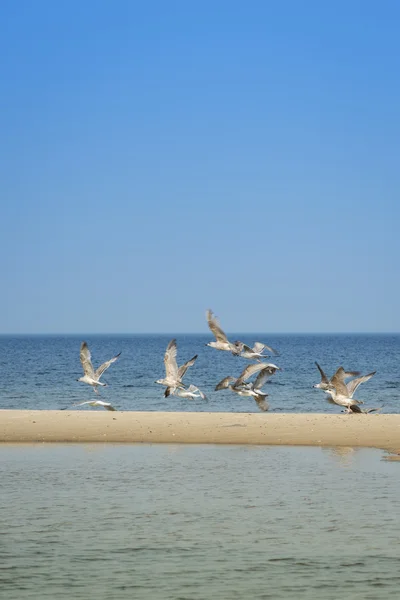 Seagulls on Baltic sea — Stock Photo, Image