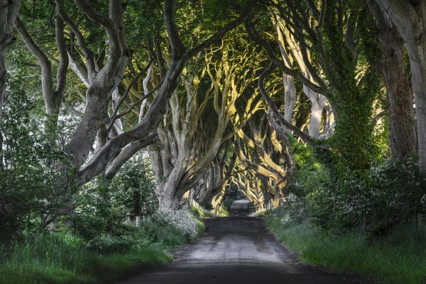 De mörka häckar, n. ireland — Stockfoto