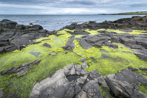 Zelené řasy na skalnatém Severní irské pobřeží — Stock fotografie