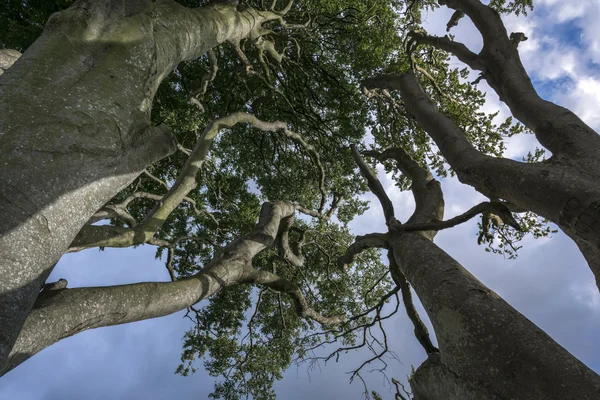 Sommar forest tree toppar — Stockfoto