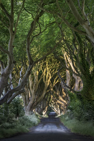 Karanlık hedges, Kuzey Hollanda — Stok fotoğraf