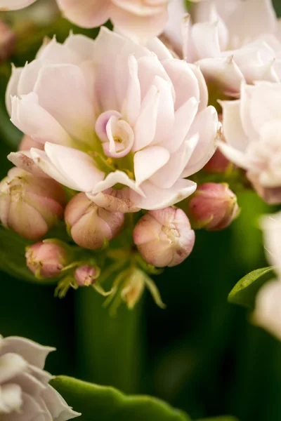 Close up of rose bunch — Stock Photo, Image