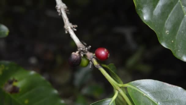 Frisk kaffebønne på gren – Stock-video