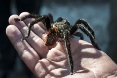 Kara örümceği bir yandan oturan yakın çekim