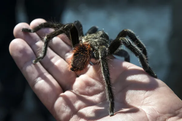 Close up of black spider sitting on a hand — Stock Photo, Image