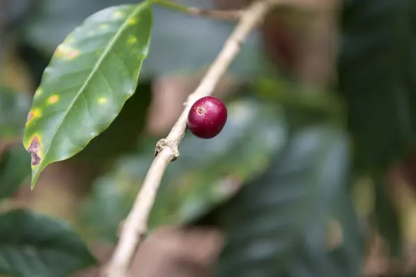 Fruits de café frais simples — Photo