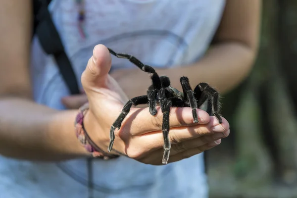 Black spider sitting on a woman hand — Stock Photo, Image