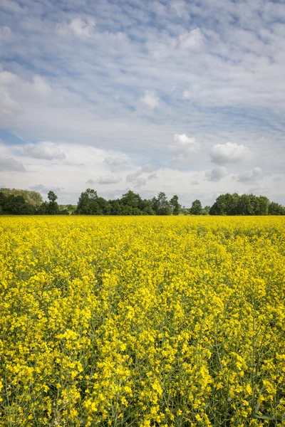 Ecological rape field in Poland — Stock Photo, Image