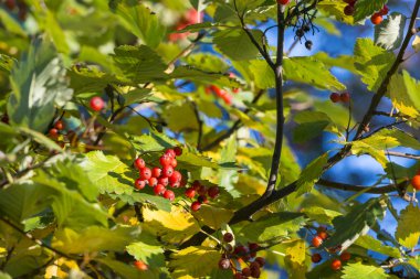 güneşli bir sonbahar günü sırasında ağaç üzerinde kırmızı rowan