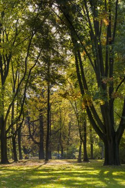 sonbahar park saski Varşova, Polonya